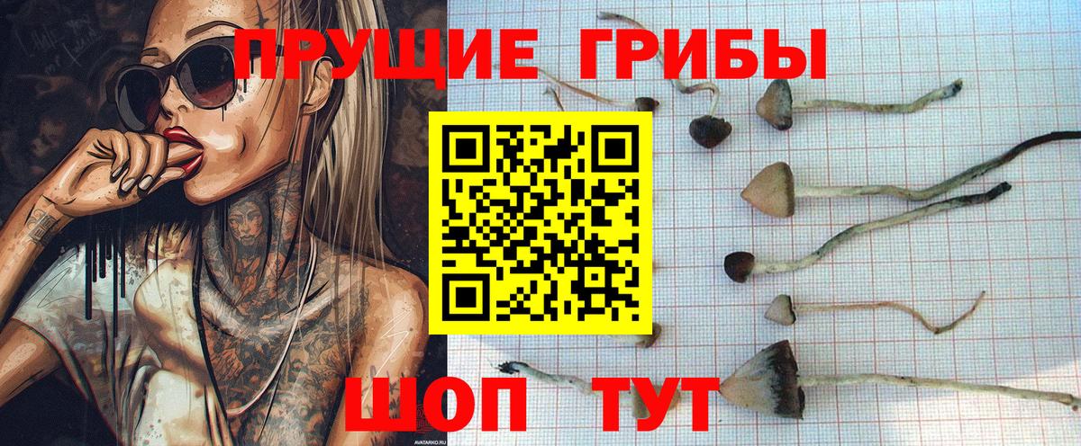 Псилоцибиновые грибы Psilocybe Луга