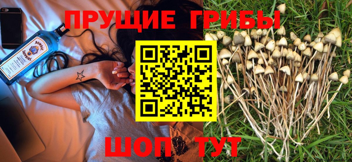 Луга  Галлюциногенные грибы Cubensis  как найти наркотики  Псилоцибиновые грибы ЛСД  Вход с VPN 